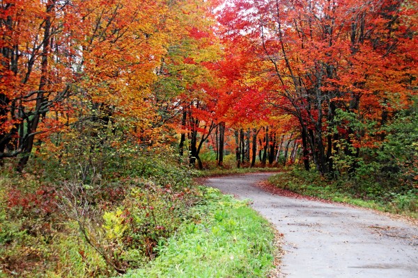 Chikanishing Road In Fall by Deb Oppermann